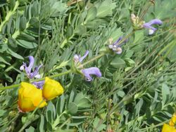 Salvia hypargeia - Flickr - peganum (1).jpg