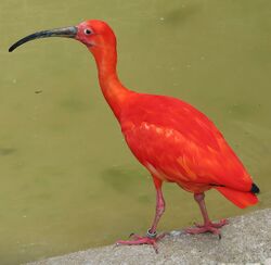 Scarlet ibis arp.jpg