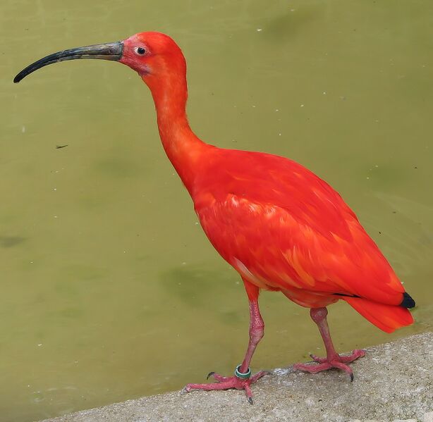 File:Scarlet ibis arp.jpg
