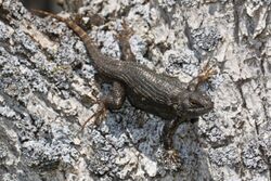 Sceloporus occidentalis 8089.JPG