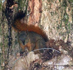 Sciurus igniventris (8974974618).jpg