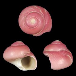 Seashell Homalopoma imberculi.jpg