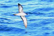 Shearwater pink-footed ventral fall monterey calif 2a.jpg