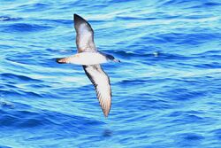 Shearwater pink-footed ventral fall monterey calif 2a.jpg