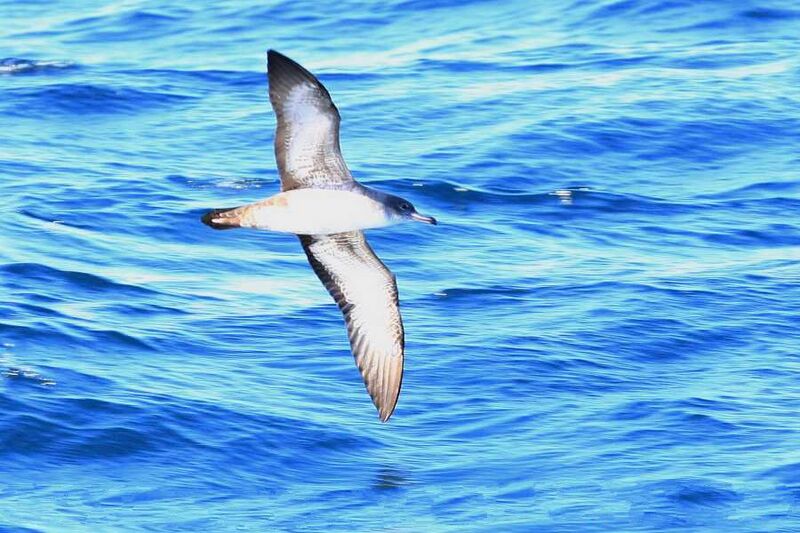 File:Shearwater pink-footed ventral fall monterey calif 2a.jpg