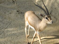 Slender-horned gazelle (Cincinnati Zoo).jpg