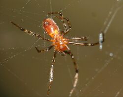 Social Spider (Anelosimus eximius) (25302060747).jpg