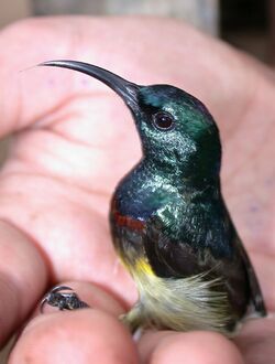 Souimanga Sunbird (Cinnyris souimanga).jpg