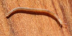 Spotted snake millipede Blaniulus guttulatus.jpg