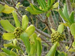 Starr 070404-6713 Pittosporum viridiflorum.jpg