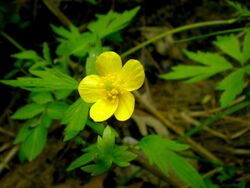 Swamp buttercup at Warren Dunes (2504578898).jpg