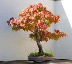 Sweet Gum bonsai 273, October 10, 2008.jpg