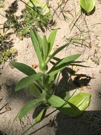 Short bright green plant growing from sand, stem and leaves are green, leaves are clasping, there are no visible buds or blooms