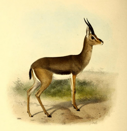 The book of antelopes (1894) Gazella arabica.png