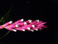 Tillandsia tenuifolia 1.jpg