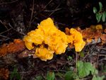 Tremella aurantia Stereum hirsutum 4342408020 bdbeb3eaa8 o.jpg