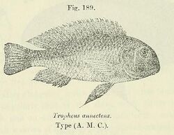 Tropheus annectens.jpg