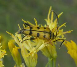 Typocerus balteatus P1520436a.jpg