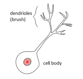 Unipolar brush cell.GIF