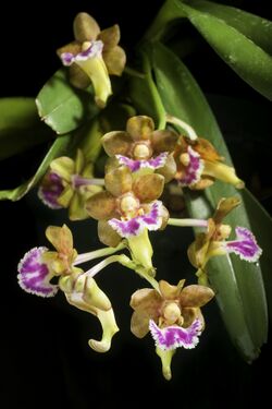 Vanda flabellata (Rolfe ex Downie) Christenson, Indian Orchid J. 1 156 (1985). (51221530448).jpg