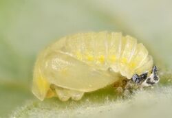 Vibidia duodecimguttata pupa.jpg