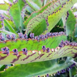 Vivipary in Kalanchoe daigremontiana.jpg