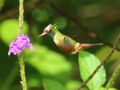 White-crested coquette (30181461491).jpg