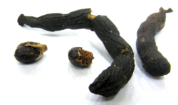 Xylopia africana seed pods.png