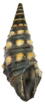 Zonulispira cf. grandimaculata (Adams, 1852) (4887764447).jpg