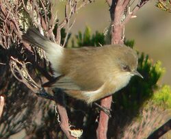 Zosterops borbonicus borbonicus p1180876.jpg