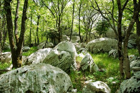 Large boulders in a forest