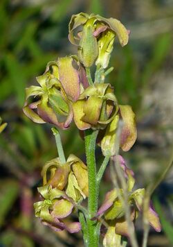 Левкой запашний (Matthiola fragrans)10.jpg