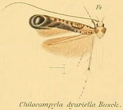 14-Chilocampyla dyariella Busck, 1900.JPG