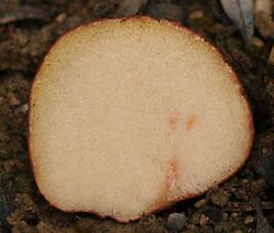 An image of Rhizopogon roseolus showing a close up of gleba locules.