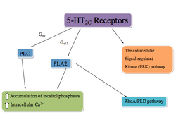 5-HT2C receptor pathway.png