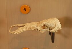 AMNH 128880 Obdurodon skull.jpg