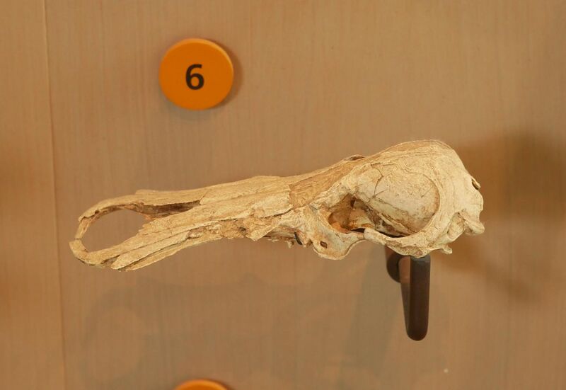 File:AMNH 128880 Obdurodon skull.jpg