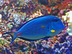 Acanthuridae - Acanthurus sohal.JPG