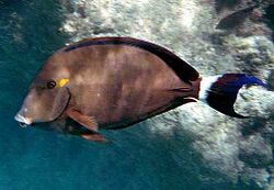 Acanthurus blochii by NPS.jpg