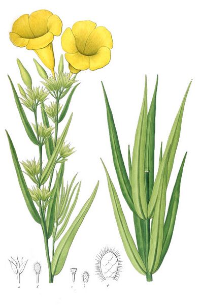 File:Allamanda angustifolia - Pohl-cropped.jpg