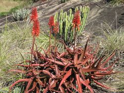 Aloe cameronii 2.jpg