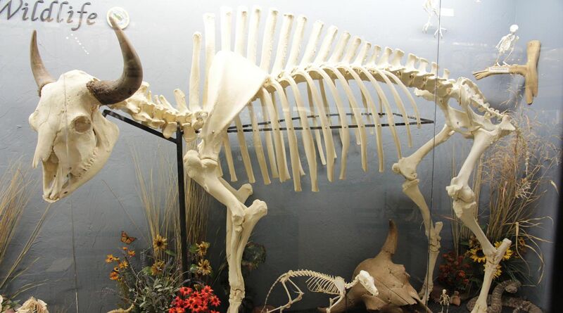 File:American Bison skeleton.jpg
