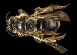 Andrena forbesii, f, back Maryland 2016-03-29-14.45 (25664948984).jpg