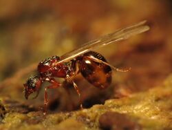 Ant Queen - Flickr - treegrow.jpg