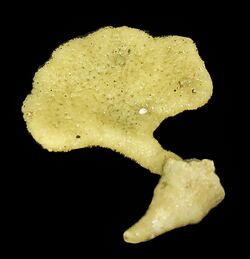 Antho (Plocamia) bremecae (10.3989-scimar.04863.10A) Figure 5 (cropped).jpg