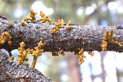 Arceuthobium vaginatum, Grand Canyon North Rim.jpg