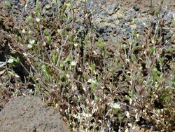 Arenaria.serpyllifolia1web.jpg