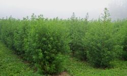 Artemisia annua West Virginia.jpg