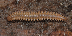 Atractosoma meridionale- Fauna Bavarica.png