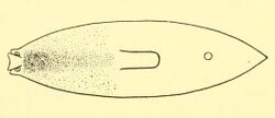 Bdellocephala punctata.jpg